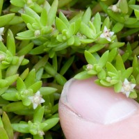 New Zealand Pigmyweed