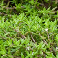 New Zealand Pigmyweed