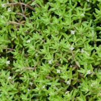 New Zealand Pigmyweed