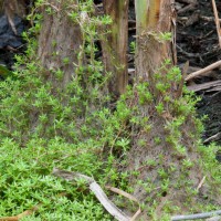 New Zealand Pigmyweed