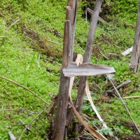 New Zealand Pigmyweed