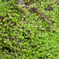 New Zealand Pigmyweed