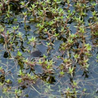 New Zealand Pigmyweed