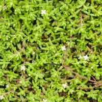 New Zealand Pigmyweed