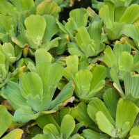 Water Lettuce