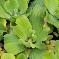 Water Lettuce