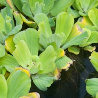 Water Lettuce
