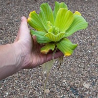 Water Lettuce