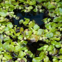 Water Hyacinth