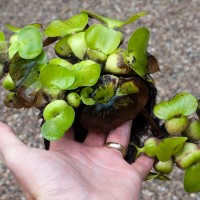 Water Hyacinth