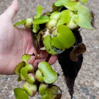 Water Hyacinth