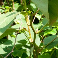 Japanese Knotweed