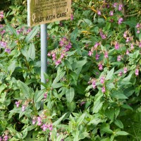 Himalayan Balsam