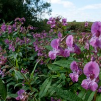 Himalayan Balsam