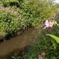 Himalayan Balsam