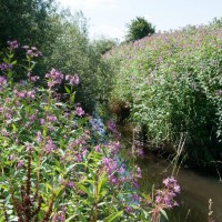 Himalayan Balsam