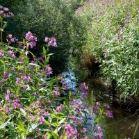 Himalayan Balsam