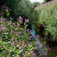 Himalayan Balsam