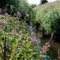 Himalayan Balsam