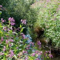 Himalayan Balsam