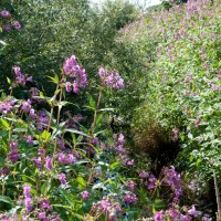 Himalayan Balsam