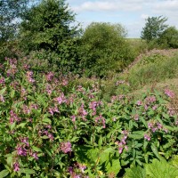 Himalayan Balsam