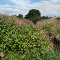 Himalayan Balsam