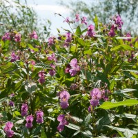 Himalayan Balsam