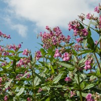 Himalayan Balsam