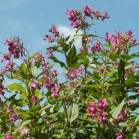 Himalayan Balsam