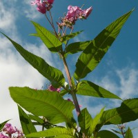 Himalayan Balsam