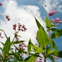 Himalayan Balsam