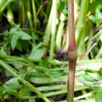 Himalayan Balsam