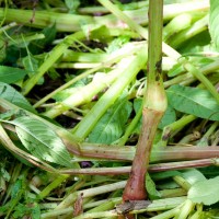 Himalayan Balsam