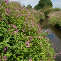 Himalayan Balsam