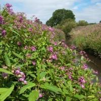 Himalayan Balsam