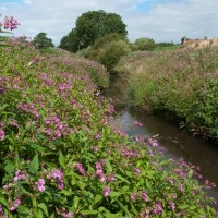 Himalayan Balsam