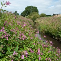 Himalayan Balsam