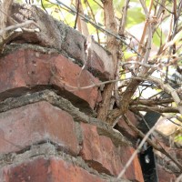 Butterfly Bush