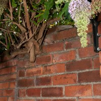 Butterfly Bush