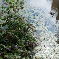 Butterfly Bush
