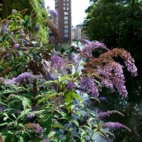 Butterfly Bush