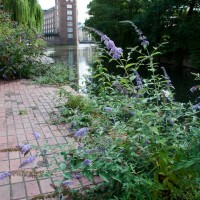 Butterfly Bush