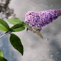 Butterfly Bush