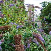 Butterfly Bush