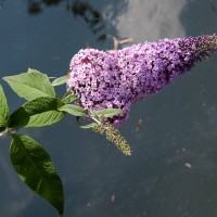 Butterfly Bush