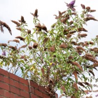 Butterfly Bush