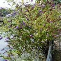 Butterfly Bush