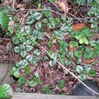 Yellow Archangel