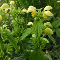 Variegated Yellow Archangel